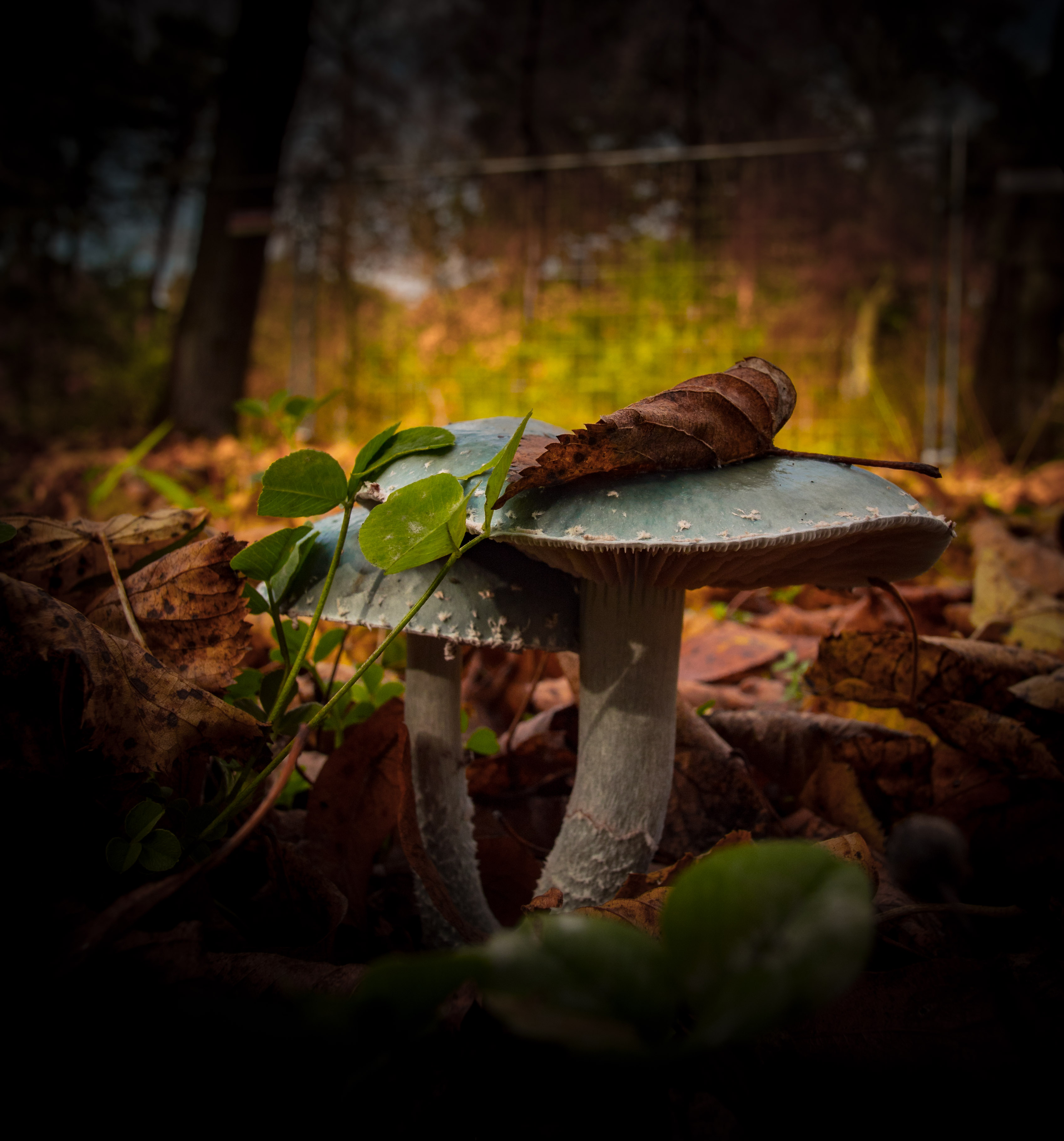 Heilstätten Beelitz07