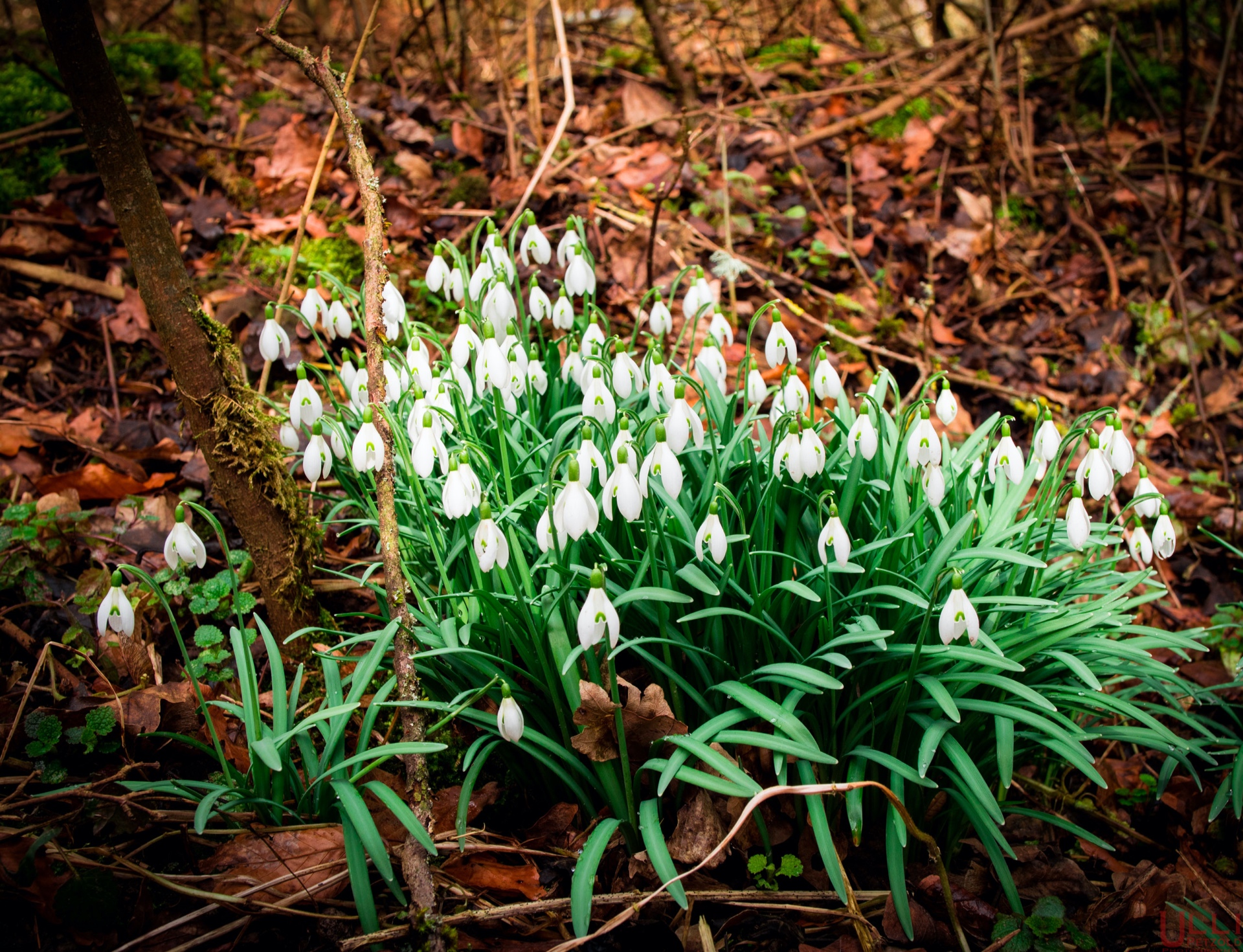 Goldfisch Schneeglöckchen